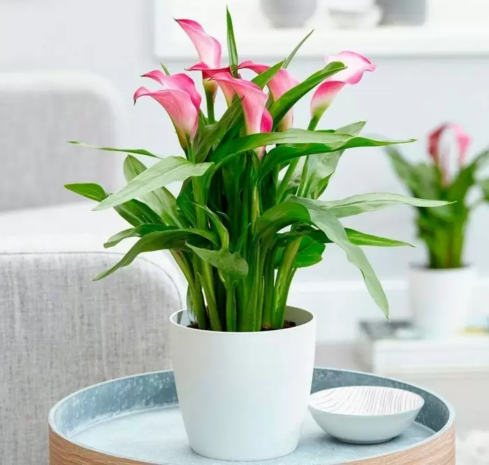 Зантедеския: как ухаживать за этим роскошным растением в домашних условиях