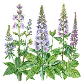 ������� ���� �� ����� ���: ��� ������� �������� ������������