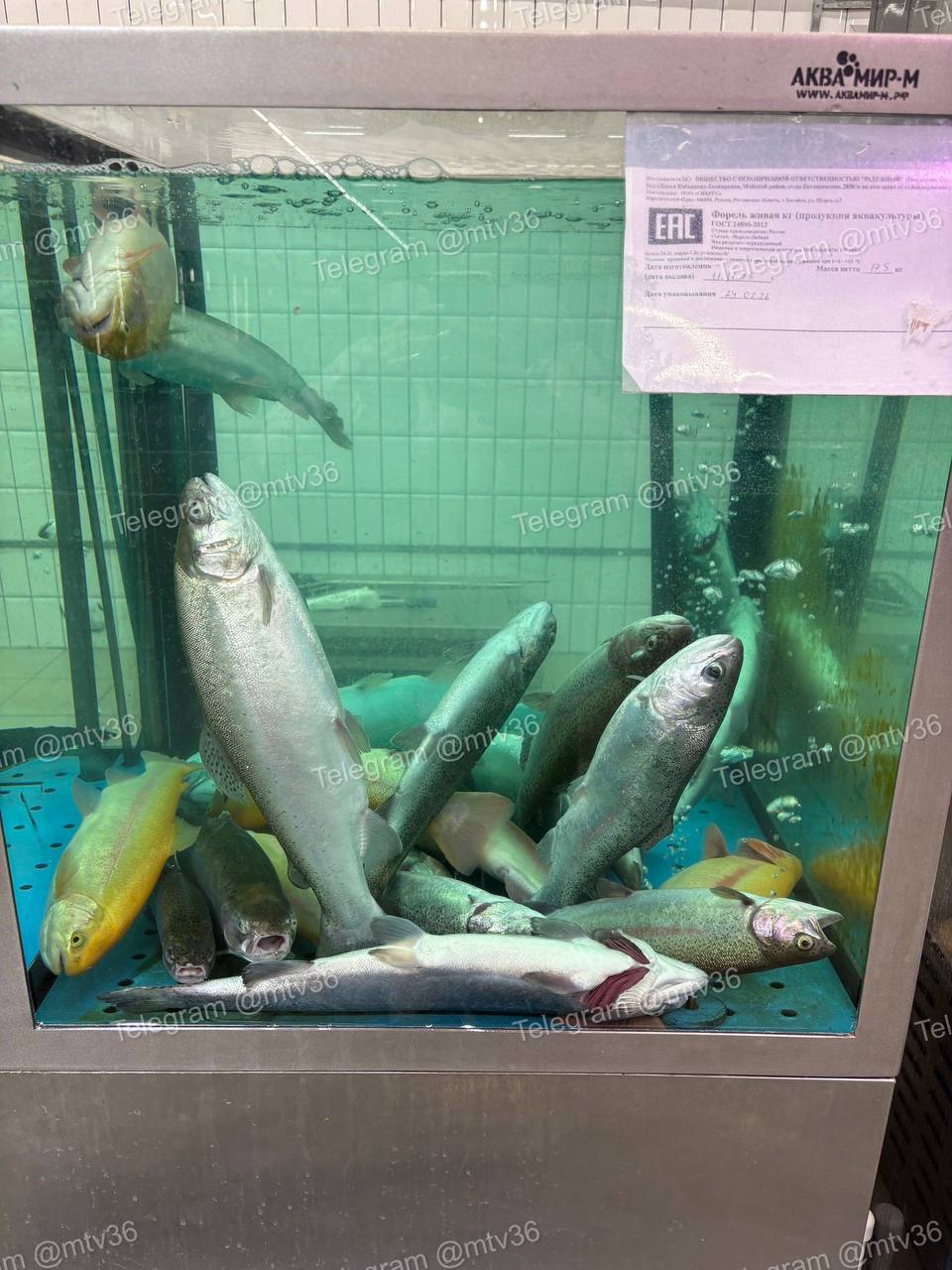 Воронежцев удивила «живая» форель в одном из магазинов