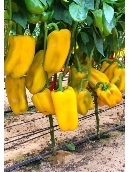 ����� �����: ������ ������ � ����������� ������� � ����������� ������