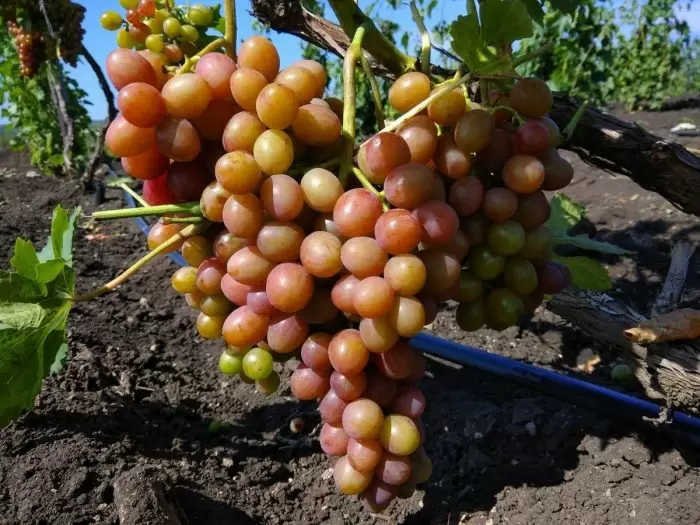 Виноград Блестящий: удивительный сорт с мускатным ароматом и крупными ягодами