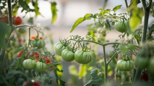 ��� ���������� ������� ������ ���������: ������� ��������� �� ����� ��������