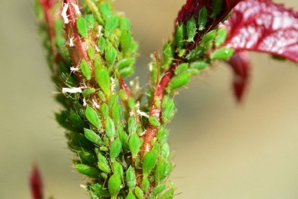 ��� �������� ���: ����������� ������ ������ ��������