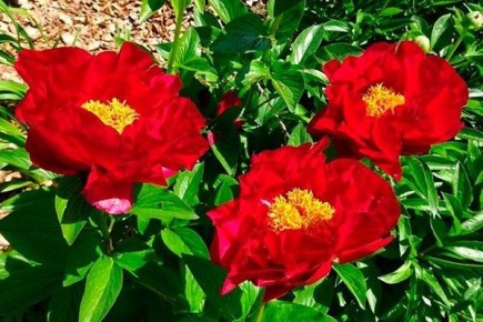 ���� ������� �����: ������� � ���� �� ���������� ������