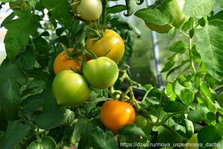 �������� ������� 2025 ����: ����� ������������ ������ ���� � ���� � ��������� �����