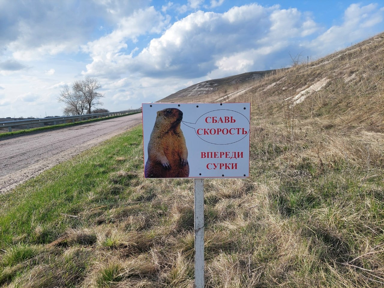 Байбаки на проезжей части: воронежских автомобилистов попросили быть внимательнее