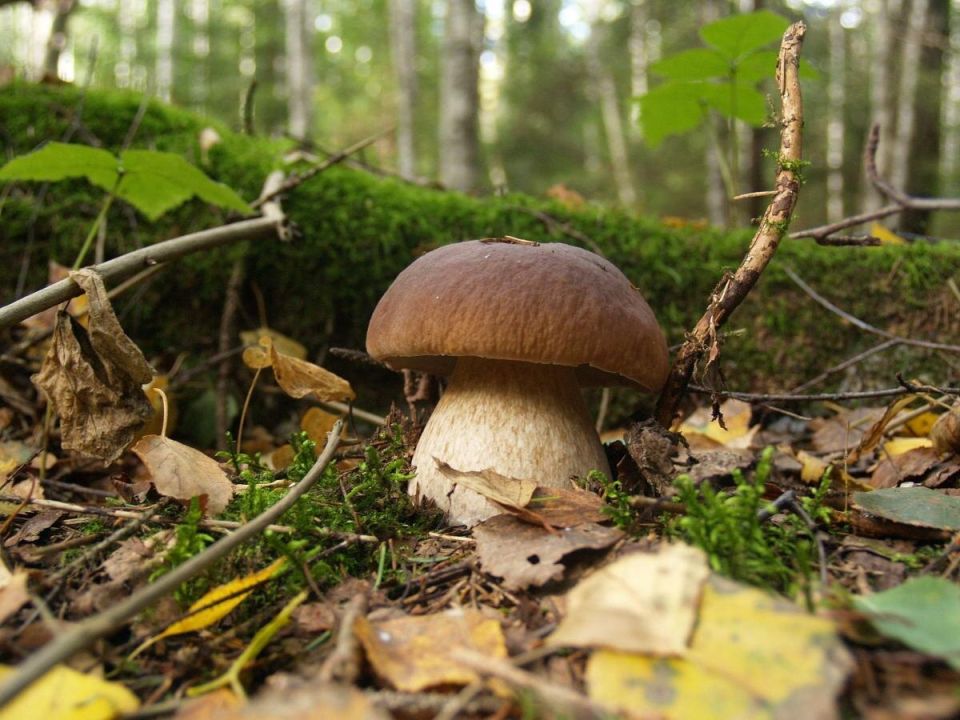 ������� ���������: ��� �������� ���������� �� �������