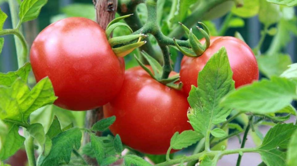 ��������� �������� �������: ���������� � ��������� ������