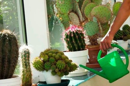 �������: ������������ ���� � ���������� ����� � ����������