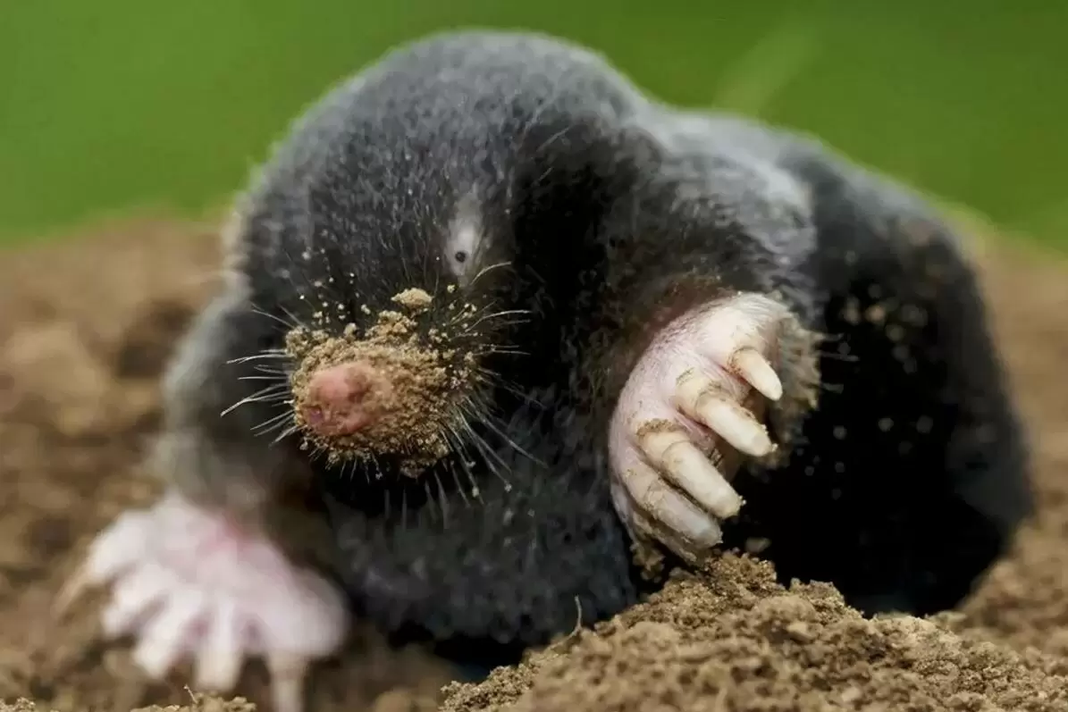 Экологичные способы борьбы с кротами: 7 эффективных решений для вашего участка