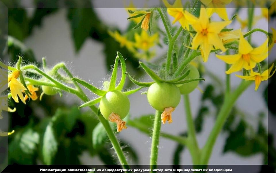 ��� �������� ����������� �������: ������ �� ��������� � �������� ��� ��������