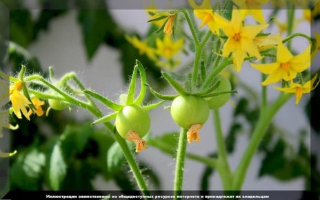 ��� �������� ����������� �������: ������ �� ��������� � �������� ��� ��������