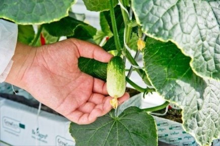 Как выращивать огурец Квирк F1 и что он может дать саду