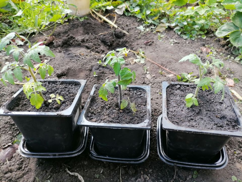 ��� ��������� ����-������ �� �����������: ������ �� ��������� � ��������