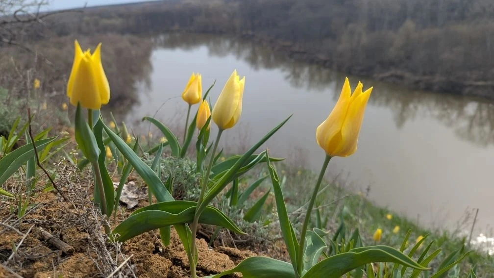 В Хоперском заповеднике зацвел краснокнижный тюльпан Шренка В Хоперском заповеднике зацвел краснокнижный тюльпан Шренка
