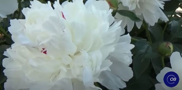 �������� �������� ������� ������, � ������� ����� �����