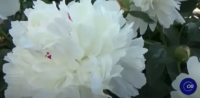 Тонкости весенней посадки пионов, о которых нужно знать