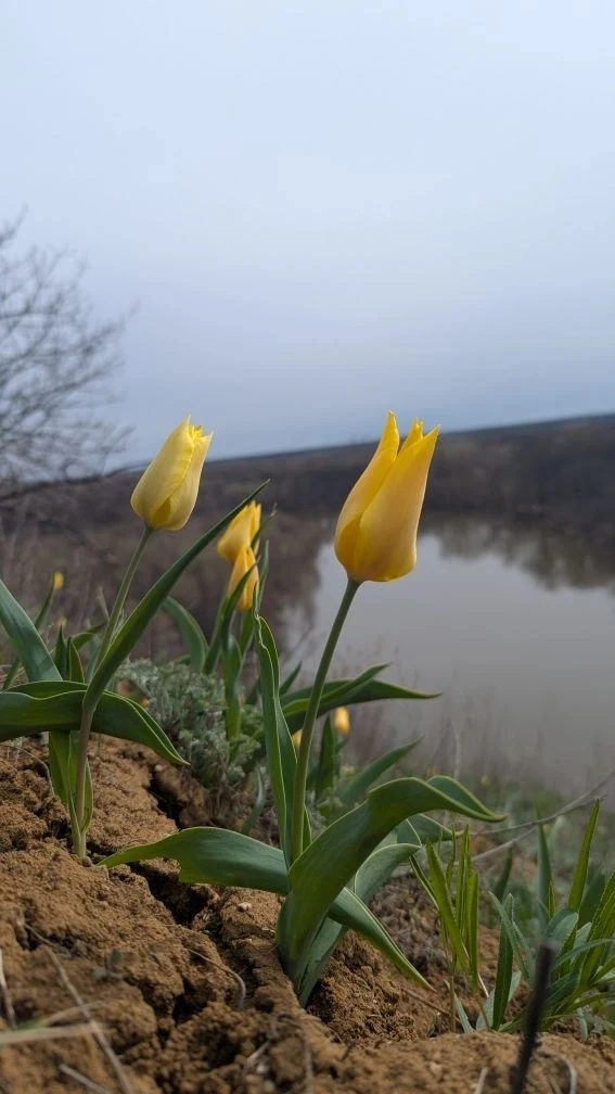 В Хоперском заповеднике зацвел краснокнижный тюльпан Шренка В Хоперском заповеднике зацвел краснокнижный тюльпан Шренка