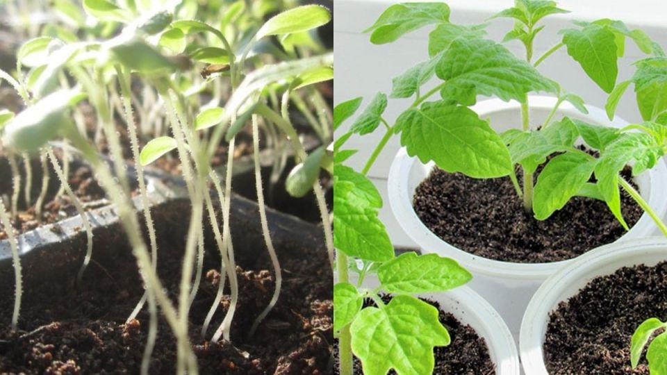 ��� ������ ������ ������� ������� � ������� � ������ �� ��� ���: ������ ��������