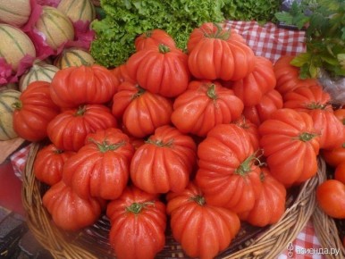 Лотарингская красавица: старинный томат с крупными ребристыми плодами в теплице