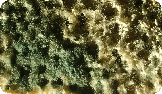 Идеальные фасады: как победить высолы, плесень и налет