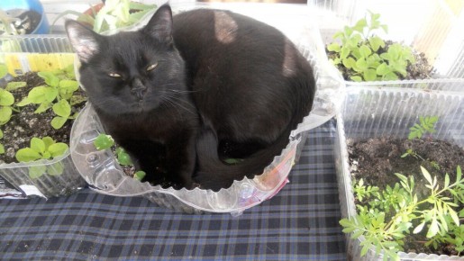 �������: ������� ��������� ������ ��� ������� ������� ������