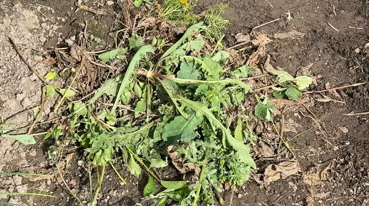 Сентябрь: время нажать на паузу в битве с сорняками и подготовить участок к новому сезону