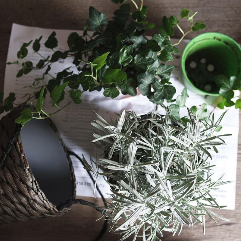 ��� ������������ ��������� �������� ��������� ����� � ����� ����