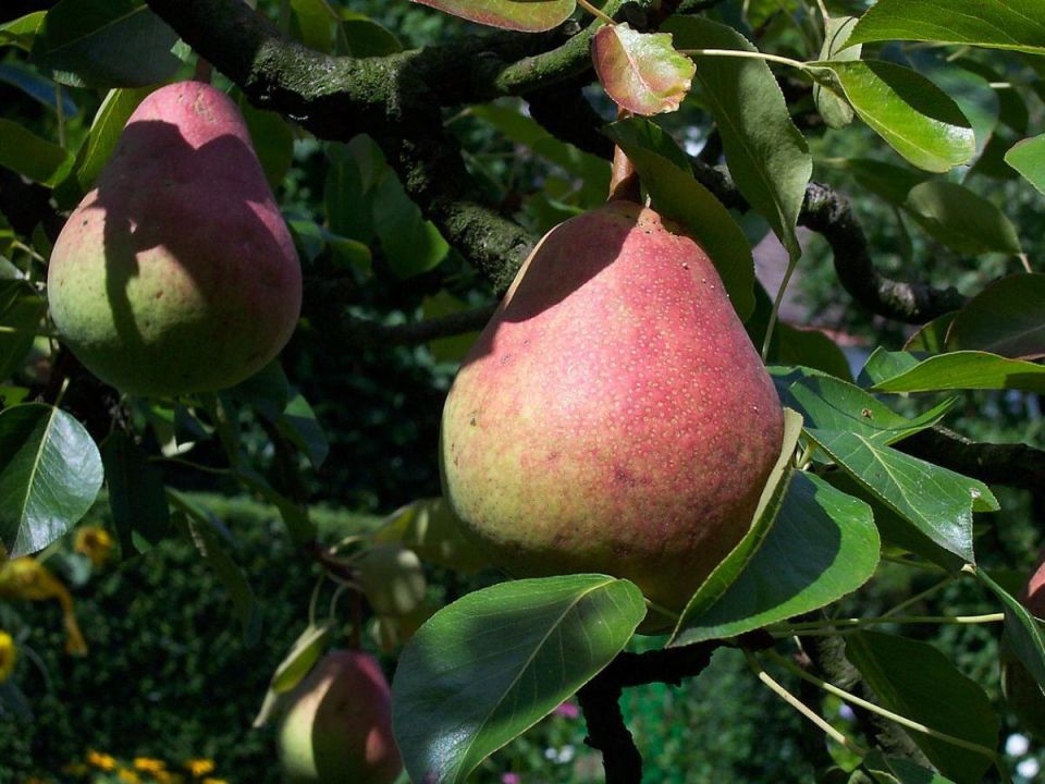 ��� �������� ��������� ������: �������� ������� �������� ���������