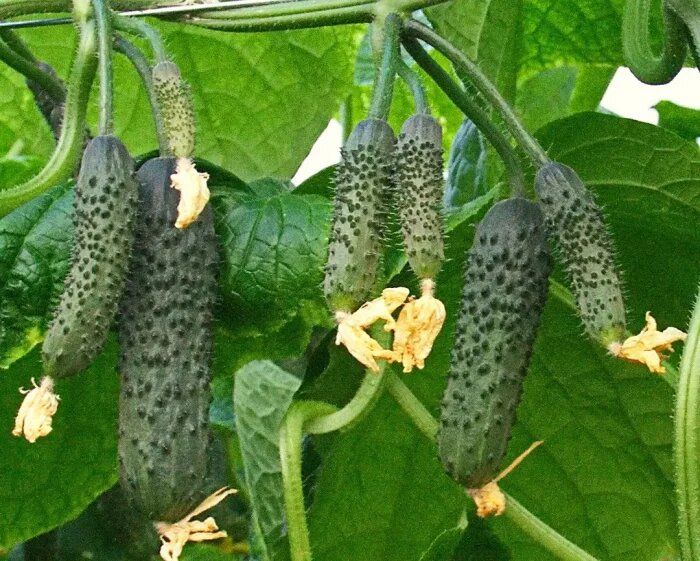 ������ ��������: ��������� ������ ������ ��� ������ � �����-�������� �������