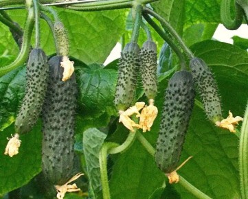 ������ ��������: ��������� ������ ������ ��� ������ � �����-�������� �������