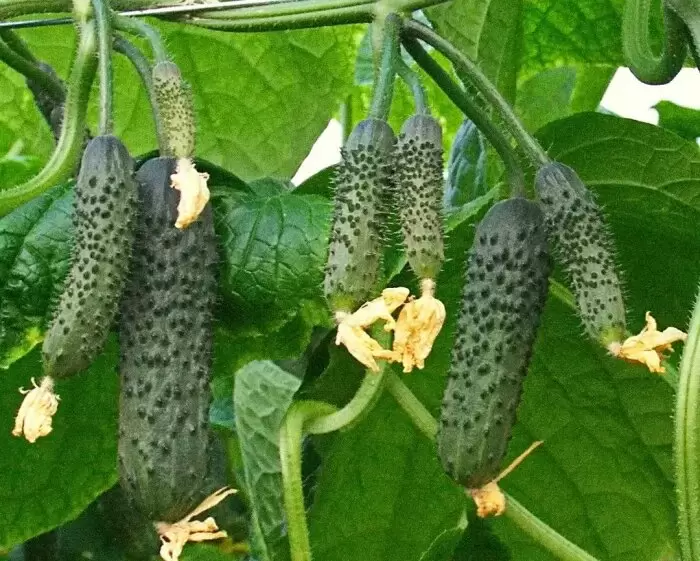 Огурец Квалитет: идеальный ранний гибрид для теплиц с темно-зелеными плодами