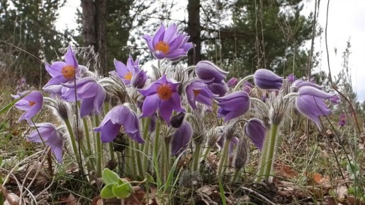 Краснокнижная сон-трава зацвела в Хопёрском заповеднике