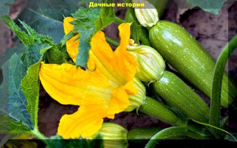 ������� ��������� ����� �� ��������� � �������