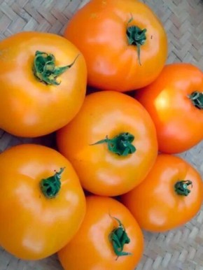 Томат Дей Хуанчи: большие плоды с восточным шармом