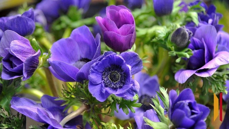 � ������ �������� ������� ����� ��� ������� ����� � ������������� �����