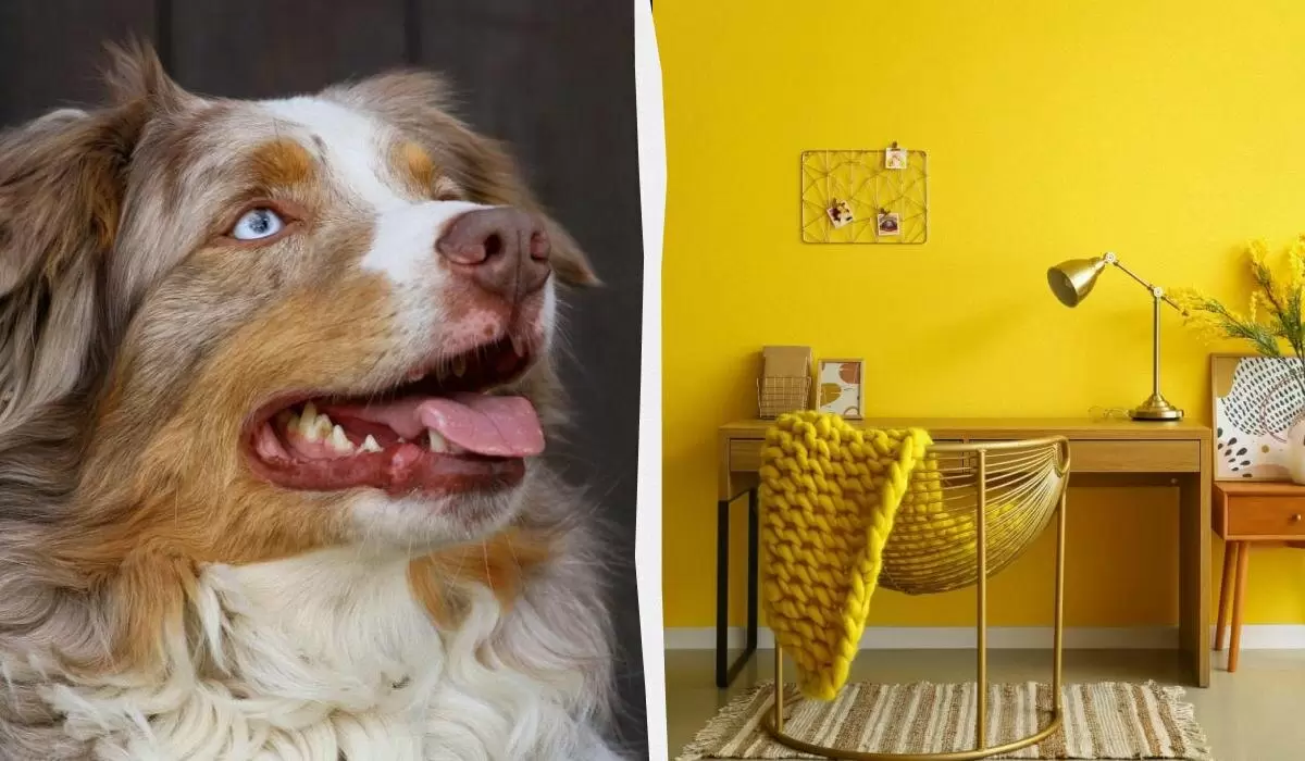 Как цвет стен влияет на поведение вашей собаки: откройте секреты дизайна