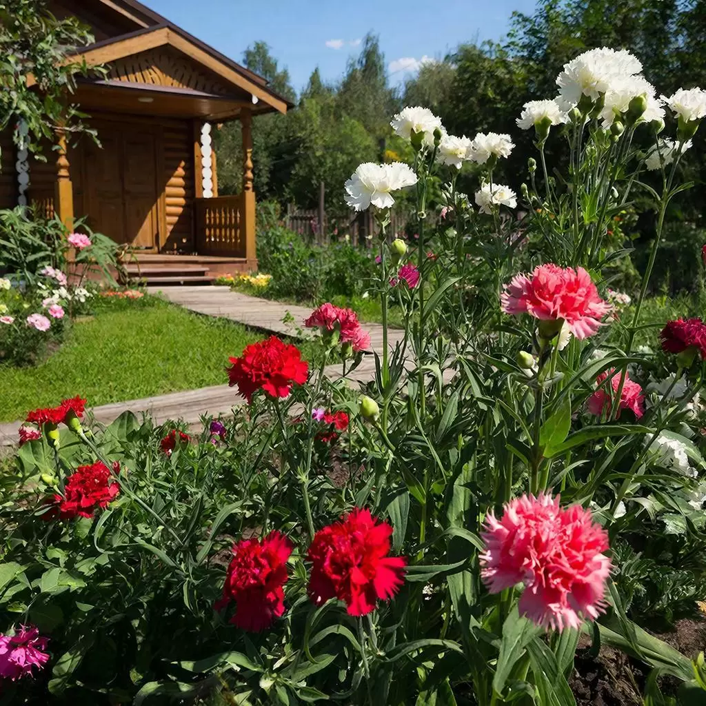 Секреты гвоздик: как я открыла для себя этот удивительный цветок