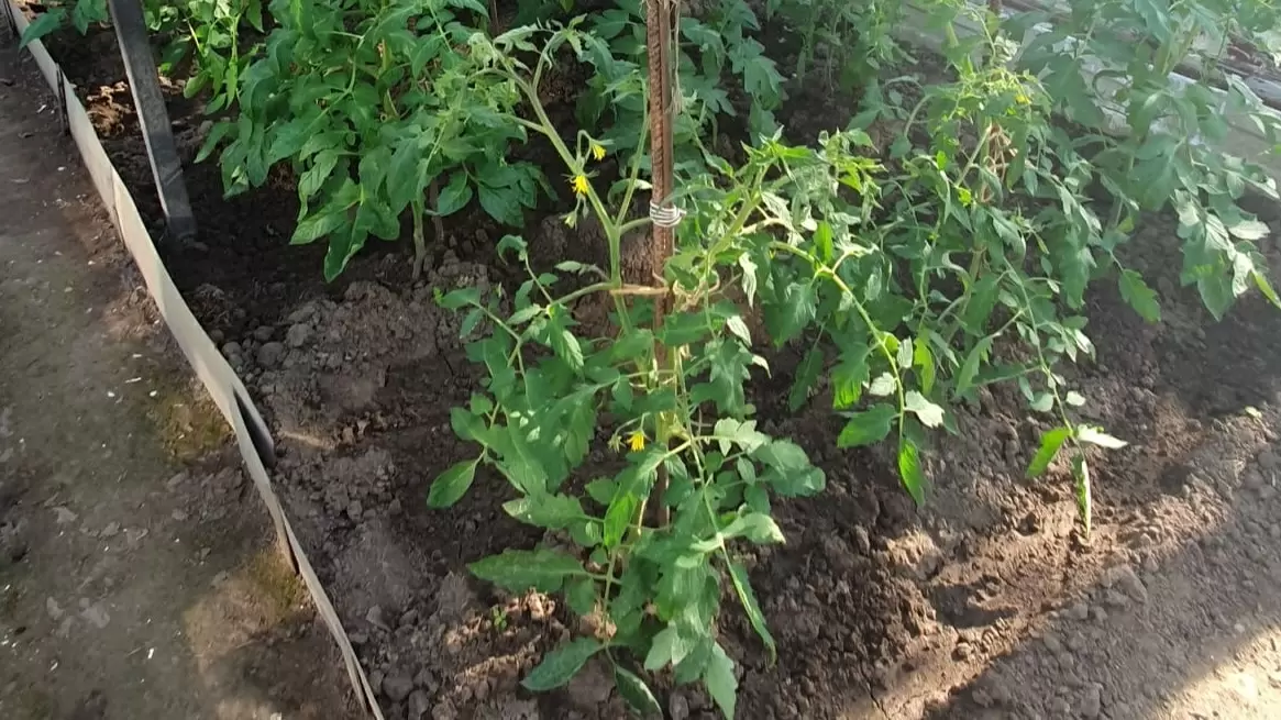 Как недорогие компоненты полива делают огород более продуктивным