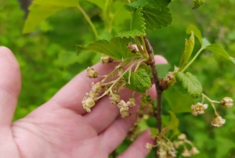 �������������� ������: ������ ������ ��������� ��������� � ��� � ���� ����������