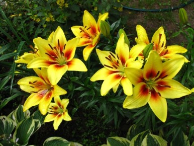 ��� ���������� ����� ����� ����������� ��� ��� � ���: �������� ��� �� �������