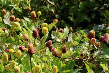 �������������: ���������� ���������������� ����, ������� ����� �����������