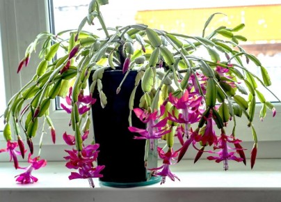 ������� �������� ��������������� �������: ������ �� ���������