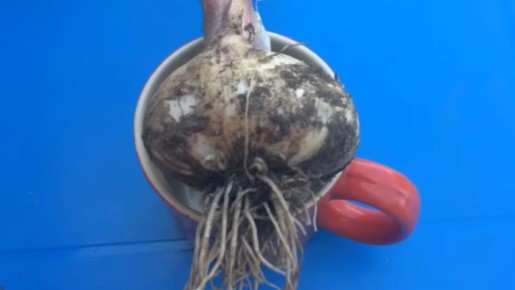 ��� ��������� ������� ������: ������� �������� �����������