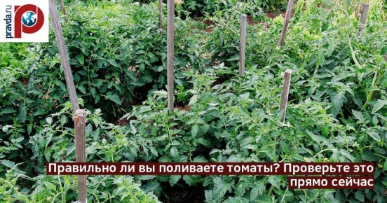 ������ � ���������: ������� ������������� ������ �� ������