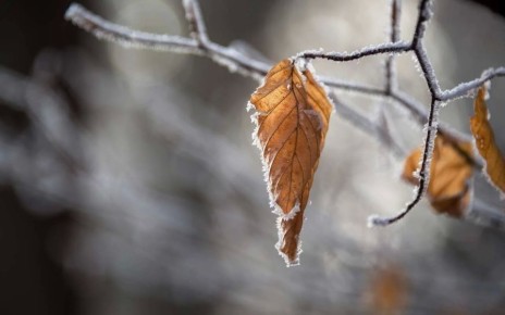 � ������ ���� ������� ������ � ����������� ������� ��������� ���������