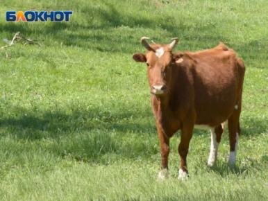 ���� ������, ����� � ������