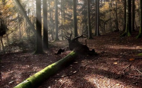 ��������� �����, ������������ �� ������� � �������, 23 ������, ������� 11 ��������