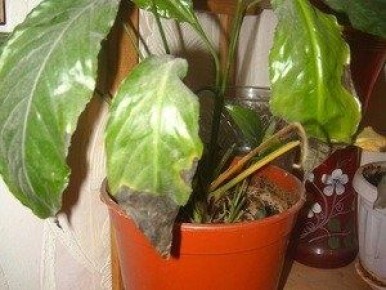 ������� ����� �� �����������: ��� ������������� ������ � ������ ������� �������