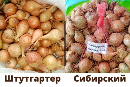 ����� � ����: ��� �������� �������� ������ ���� �����